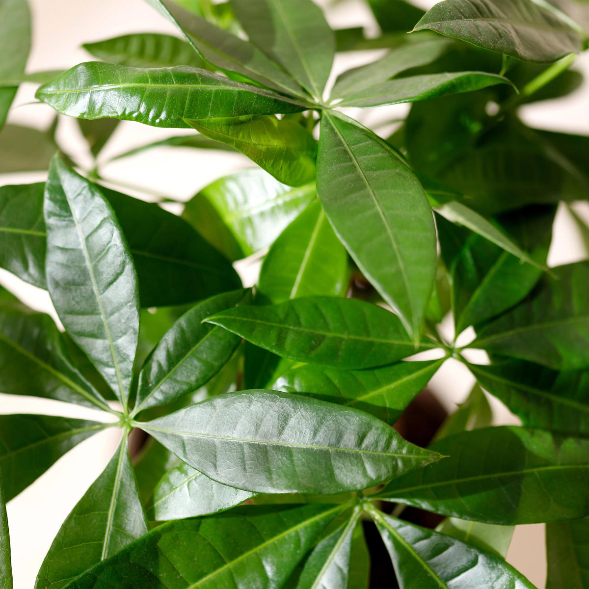 Pachira aquatica mit geflochtenem Stamm (Geldbaum) und Korb – Ø 21 cm, 80–90 cm hoch