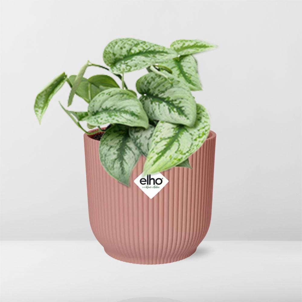 Scindapsus pictus ‘Trebie’ in ELHO Vibes Fold 14cm pink – 20 cm high – photo 6
