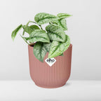 Scindapsus pictus ‘Trebie’ in ELHO Vibes Fold 14cm pink – 20 cm high