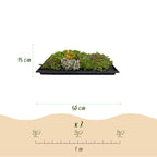 Sedum-måtte (stenurt) – 20 cm høj