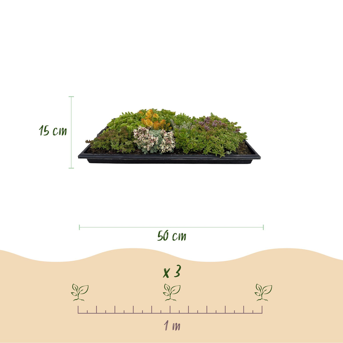 Sedum-måtte (stenurt) – 20 cm høj – billede 3