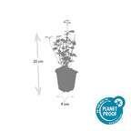 Agastache 'Black Adder' (hyssop) – 6 plants, Ø9 cm, 10–25 cm tall