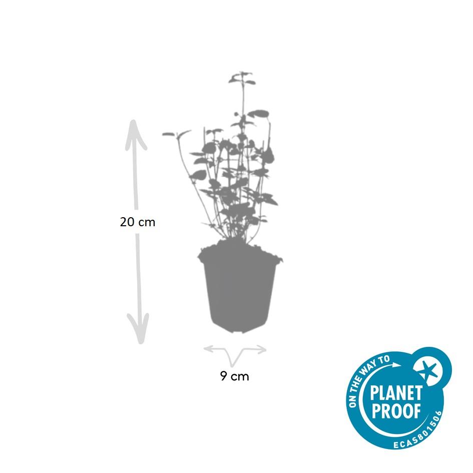 Agastache 'Black Adder' (hyssop) – 6 plants, Ø9 cm, 10–25 cm tall – photo 4