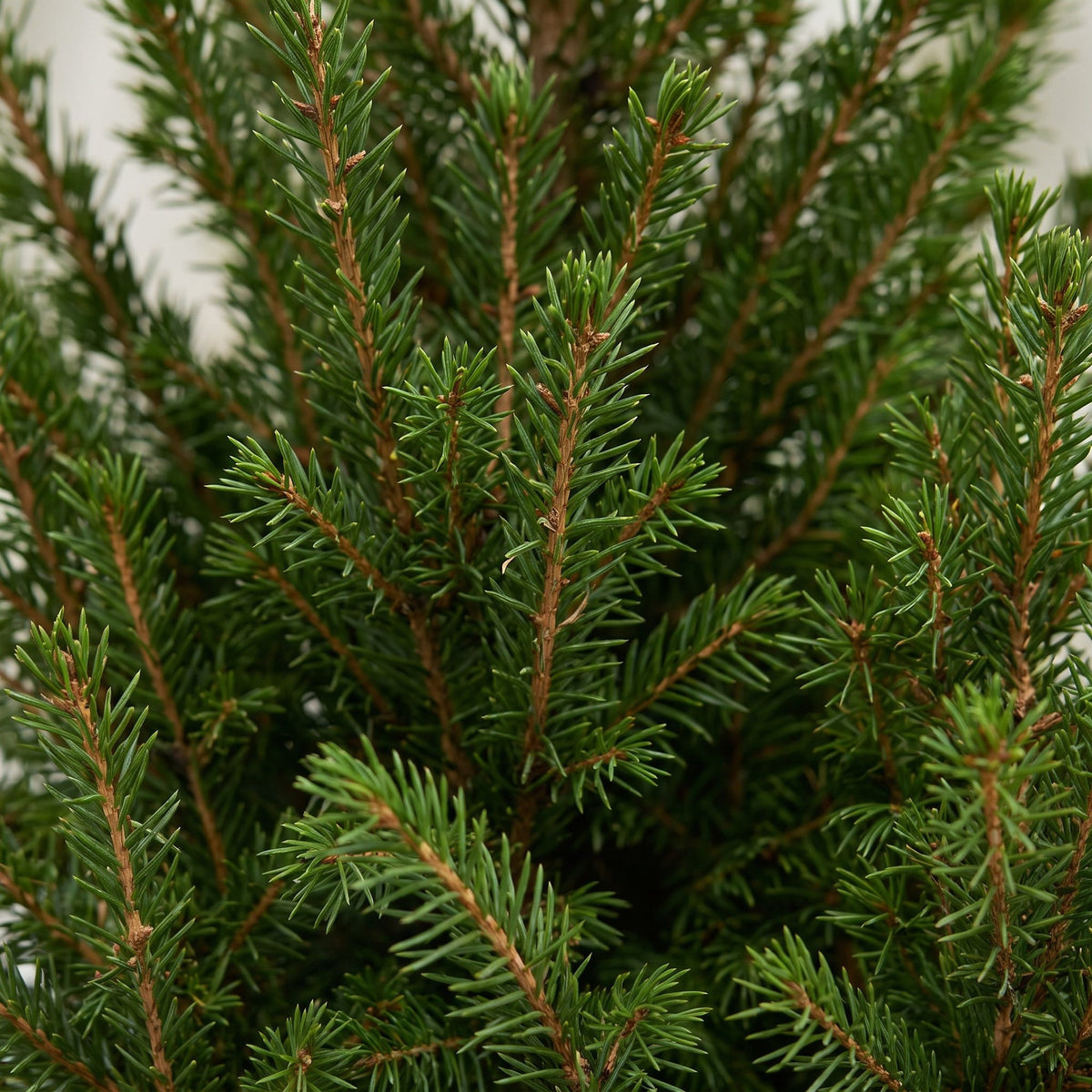 Picea glauca Conica (Weihnachtstanne) im Jutegut – Ø 17 cm, 65 cm hoch