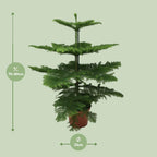 Araucaria Heterophylla (arbre de Noël) – Ø21 cm, 70 cm de haut