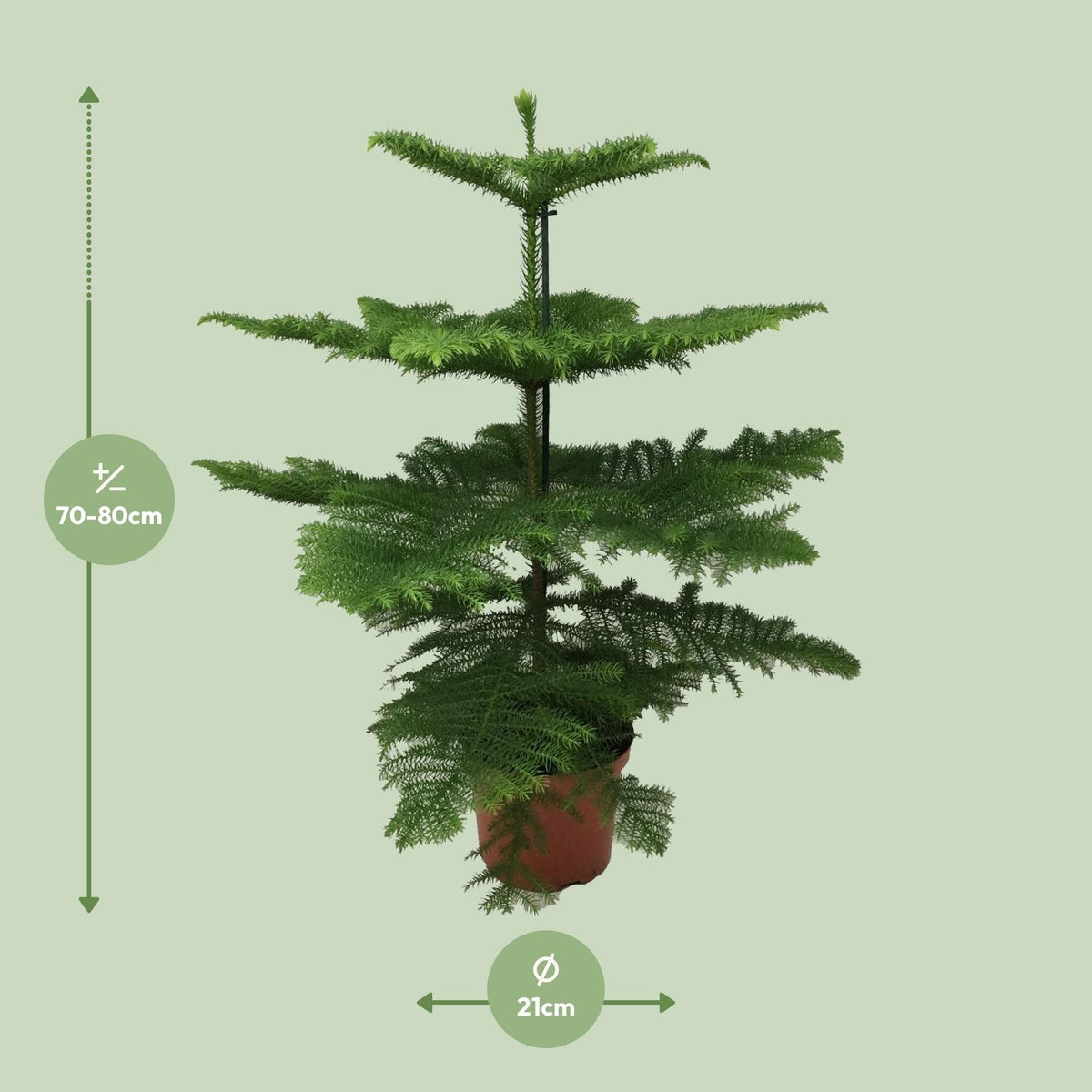 Araucaria Heterophylla (arbre de Noël) – Ø21 cm, 70 cm de haut – photo 2