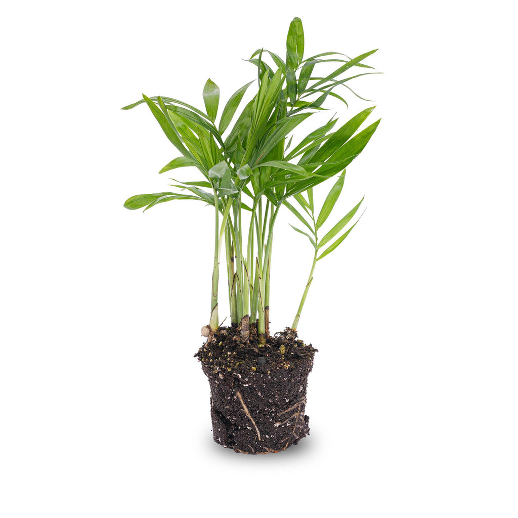 Chamaedorea elegans 'baby' (palmier de montagne) – Ø6 cm