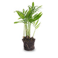 Chamaedorea elegans 'baby' (palmier de montagne) – Ø6 cm