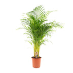 Areca palm (Dypsis) – Ø21 cm, 130 cm hoog