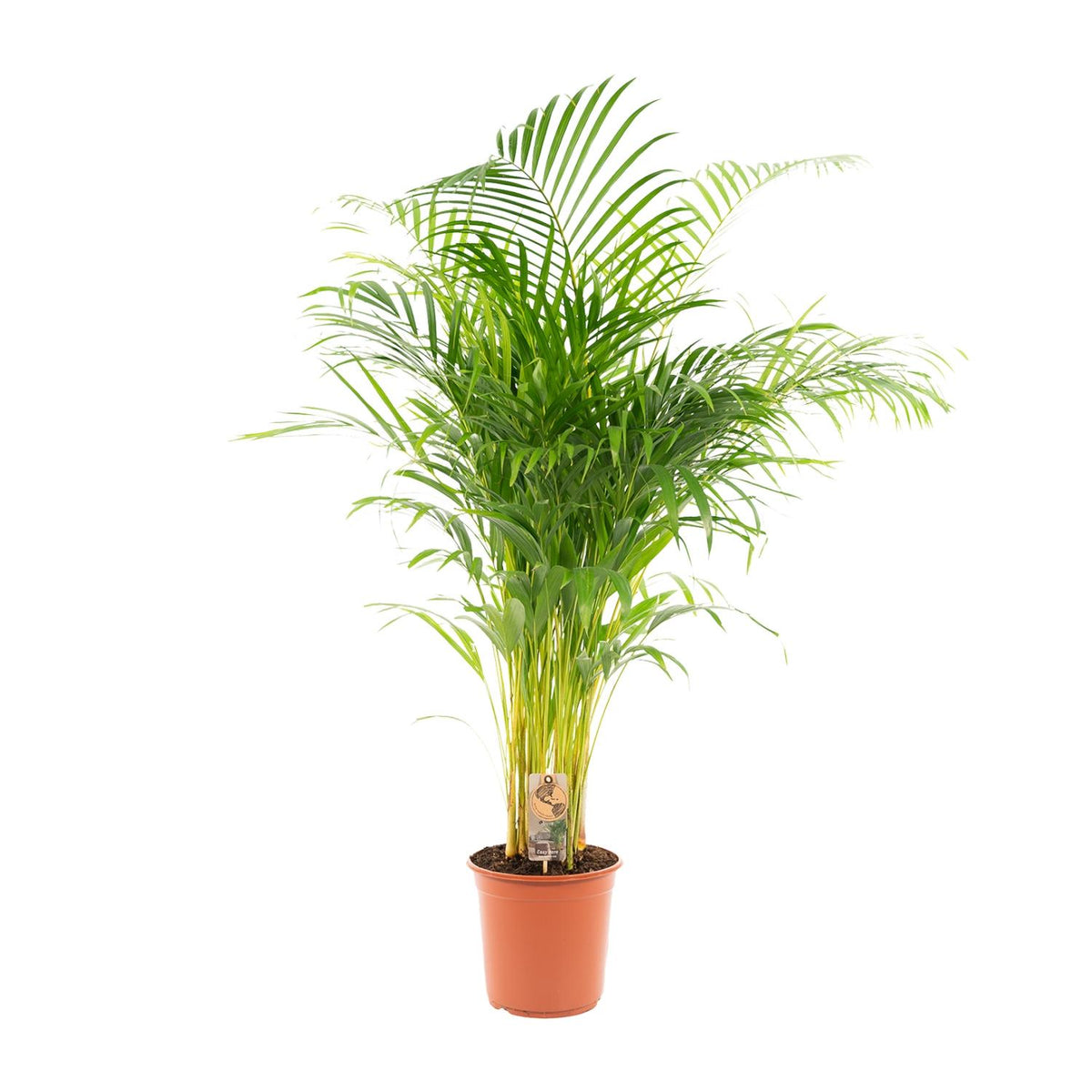 Areca palm (Dypsis) – Ø21 cm, 130 cm hoog