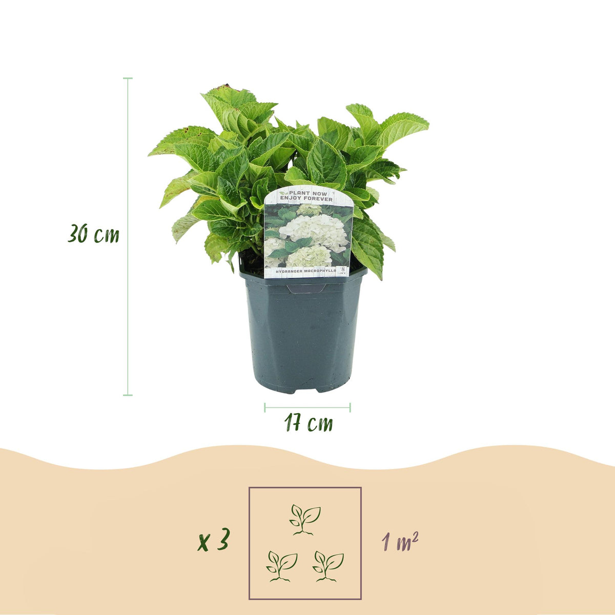 Hydrangea macrophylla (hortensia) – wit – Ø17 cm, 30 cm hoog