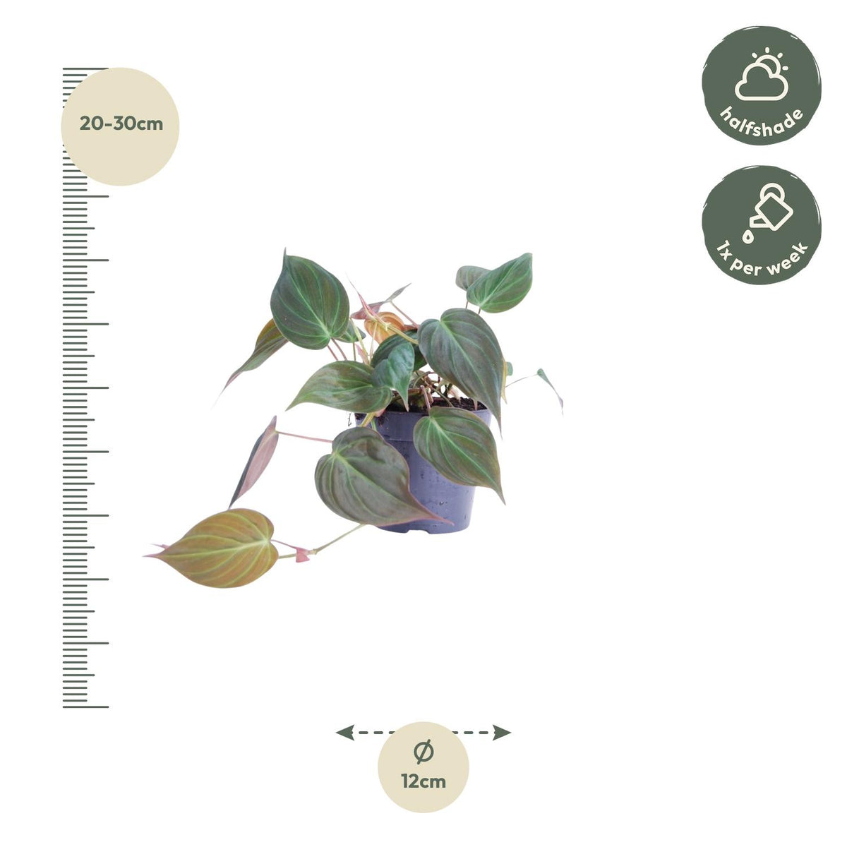 Philodendron scandens 'Micans' – Ø12 cm, 20 cm hoog