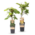 Actinidia 'Weiki & Golden Kiwi' (Kiwipflanze) (1 männlich + 1 weiblich) – gelb – 2 Pflanzen, Ø 15 cm, 50 cm hoch
