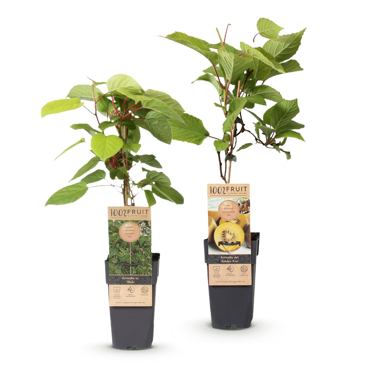 Actinidia 'Weiki & Golden Kiwi' (kiwiplant) (1 mannelijke + 1 vrouwelijke) – geel – 2 planten, Ø15 cm, 50 cm hoog