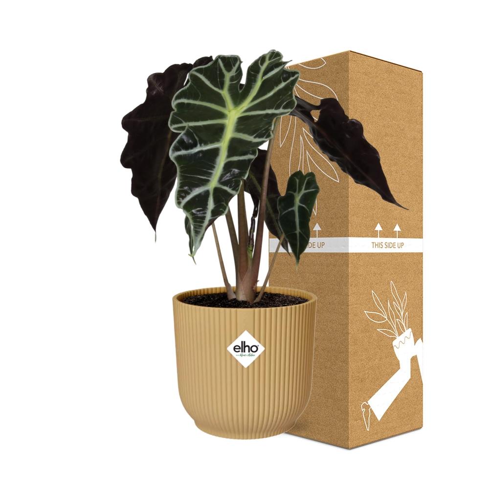 Alocasia ‘Polly’ in ELHO Vibes Fold 14cm geel (olifantsoor) – 45 cm hoog