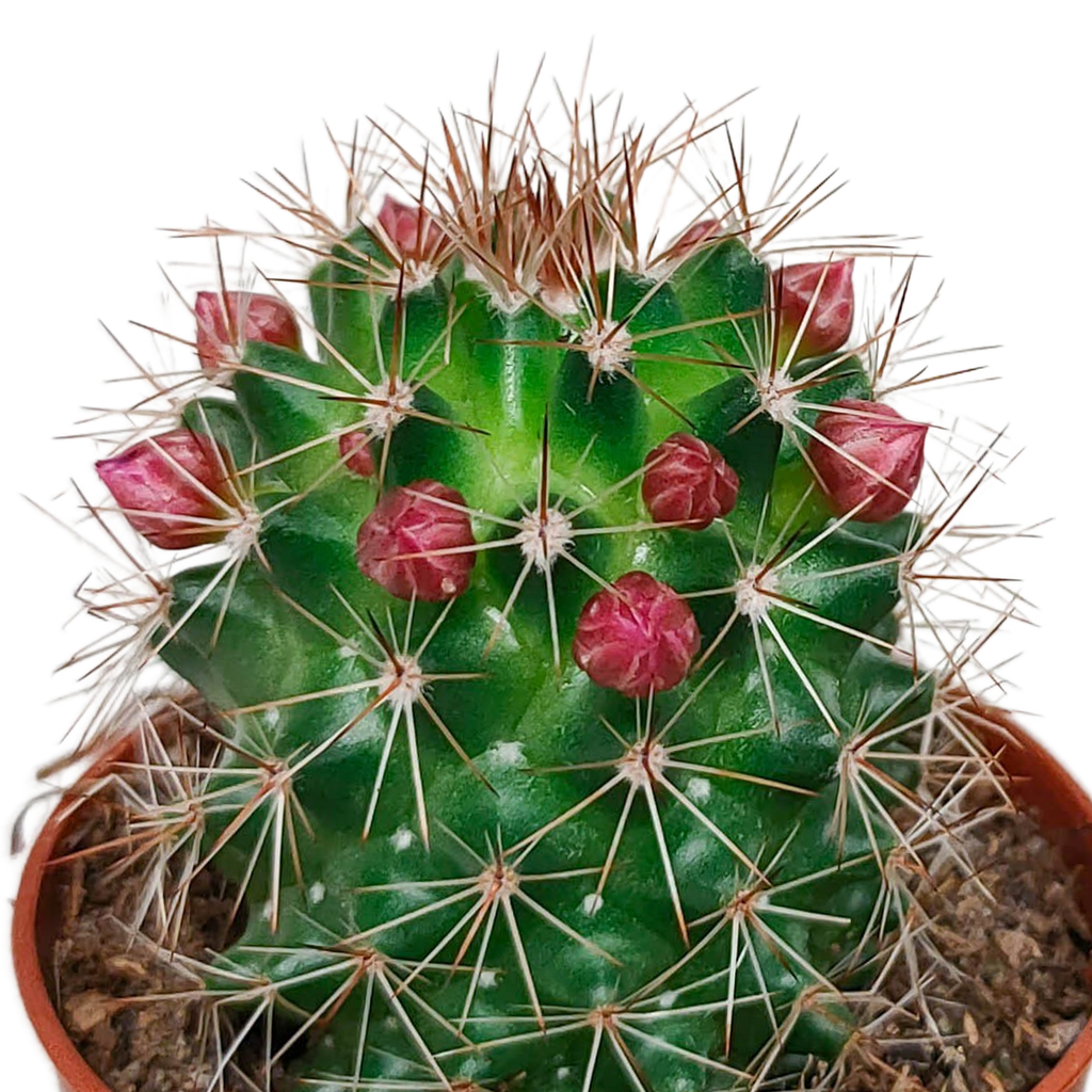 5× Cactus mix (Cactaceae) sans pot décoratif – Ø6 cm, 13 cm de haut – photo 8