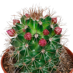 5× Cactus mix (Cactaceae) sans pot décoratif – Ø6 cm, 13 cm de haut