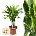 2× Dracaena fragrans Golden Coast (dragebreg) – Ø17 cm, 50–55 cm høj