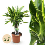 2× Dracaena fragrans Golden Coast (dragebreg) – Ø17 cm, 50–55 cm høj