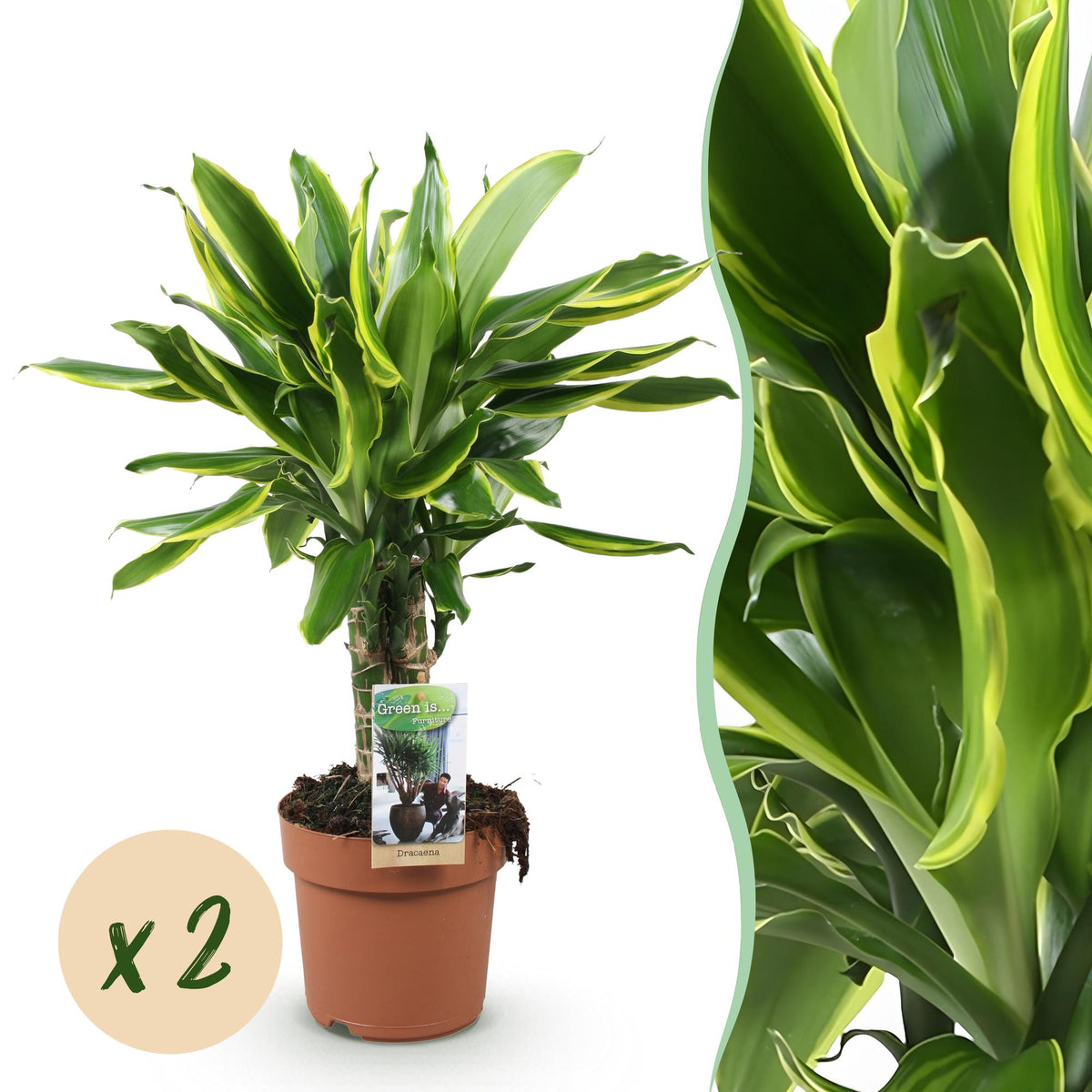 2× Dracaena fragrans Golden Coast (dragebreg) – Ø17 cm, 50–55 cm høj