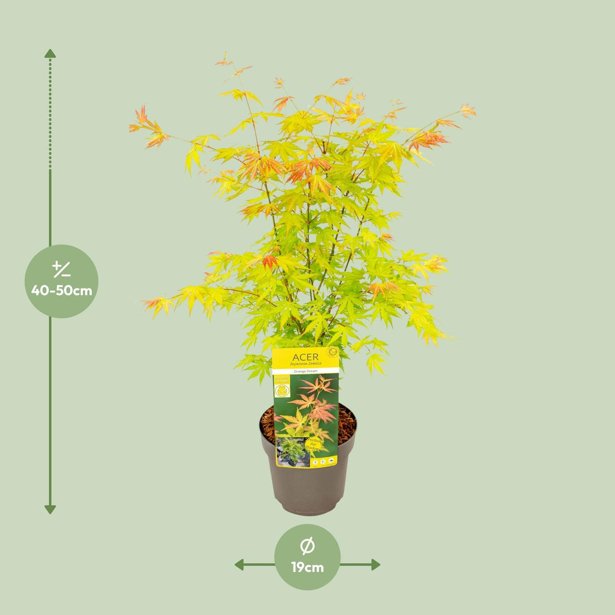 Acer palmatum 'Orange Dream' (Japanese maple) – Ø19 cm, 50 cm high – photo 2