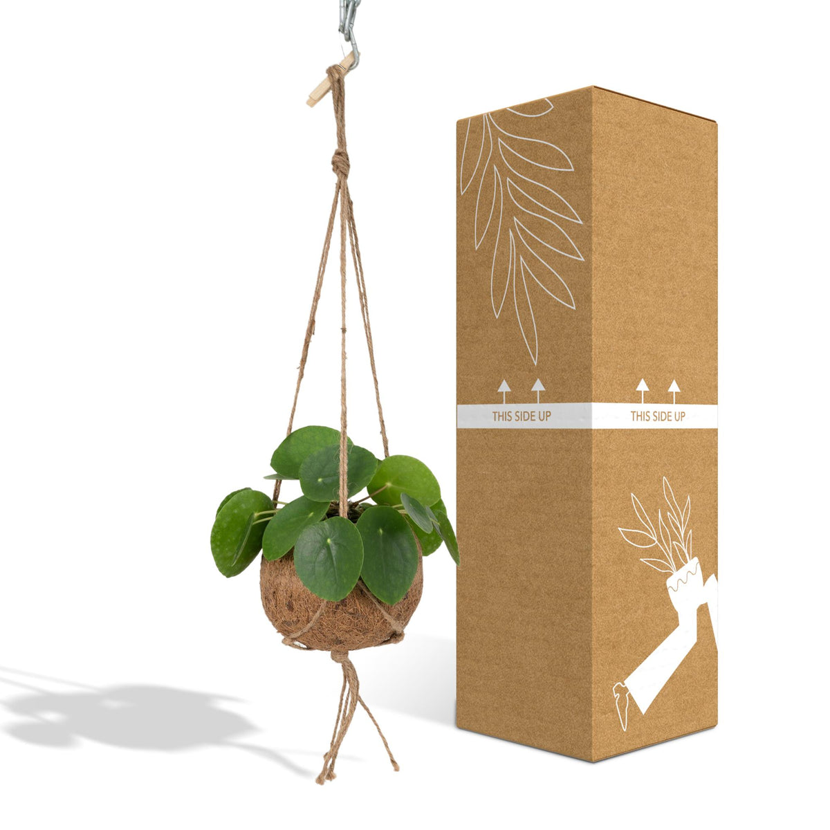 Pilea peperomiodes en kokodama (boule de fibre de coco) – Ø15 cm, 20 cm de haut – photo 4