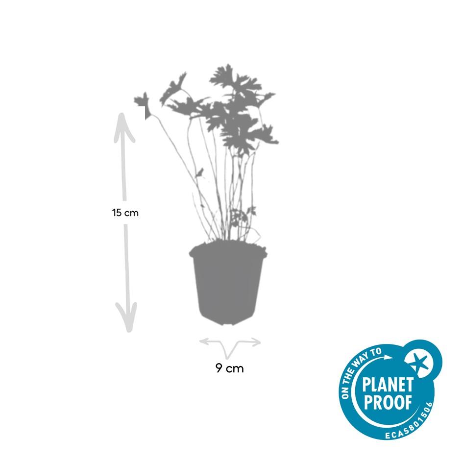 Geranium 'Johnson’s Blue' (cranesbill) – 6 plants, Ø9 cm, 10–25 cm tall – photo 3