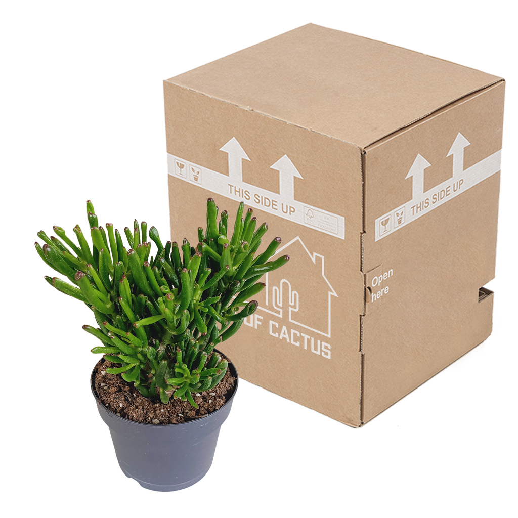 Crassula gollum (jadeplant) – Ø17 cm, 27 cm hoog