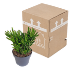 Crassula gollum (jadeplant) – Ø17 cm, 27 cm hoog
