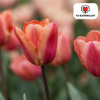 Tulipe 'Apricot Foxx' – 20 bulbes (taille 11/12)