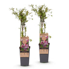 Vaccinium corymbosum 'Pink Lemonade' (Rosa Heidelbeere) – 2 Pflanzen, Ø 15 cm, 50 cm hoch