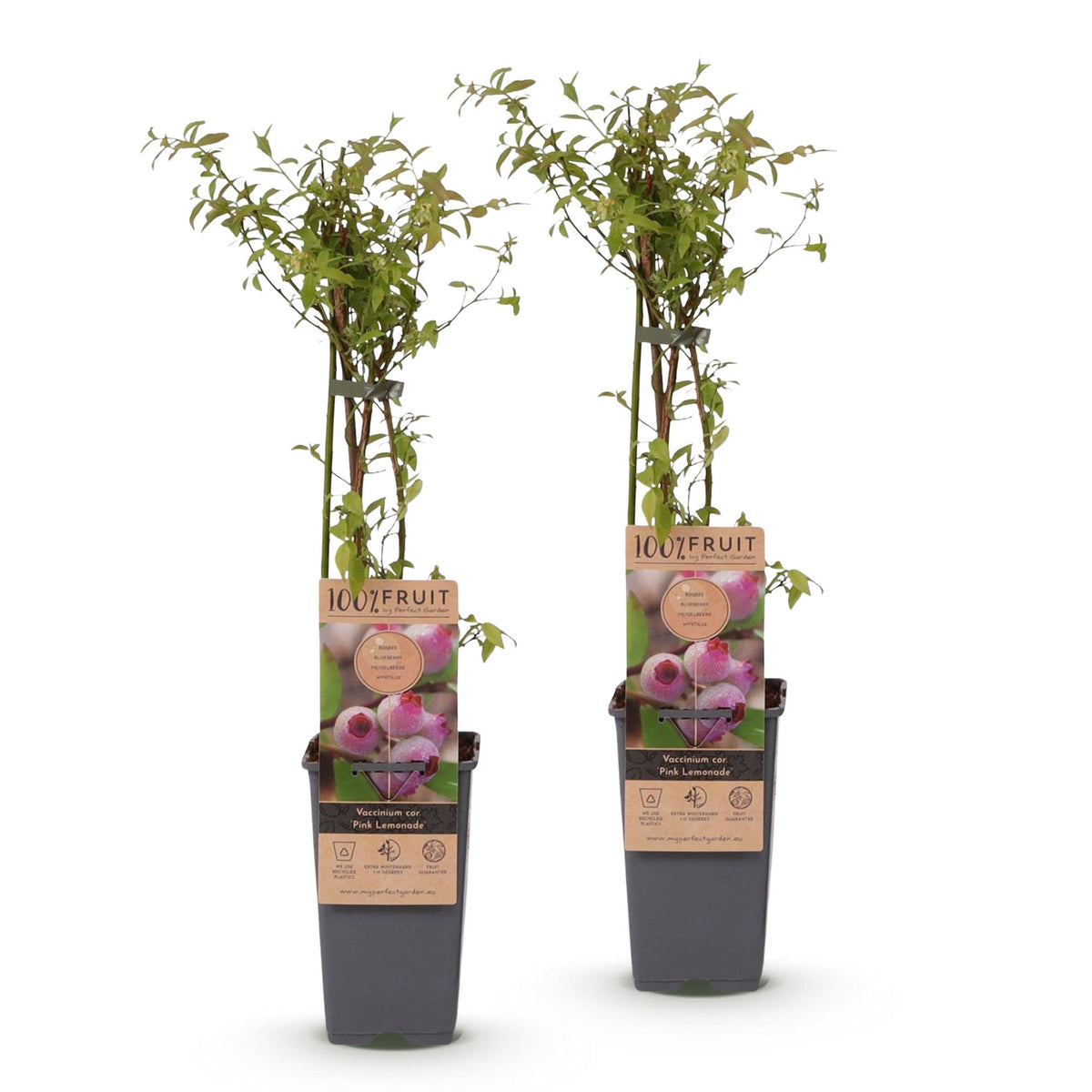 Vaccinium corymbosum 'Pink Lemonade' (Rosa Heidelbeere) – 2 Pflanzen, Ø 15 cm, 50 cm hoch – Bild 2