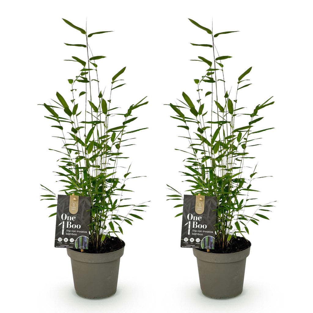 Fargesia 'Black Dragon' (bambus) – 2 planter, Ø14 cm, 35 cm høj – billede 2
