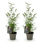 Fargesia 'Black Dragon' (bambus) – 2 planter, Ø14 cm, 35 cm høj