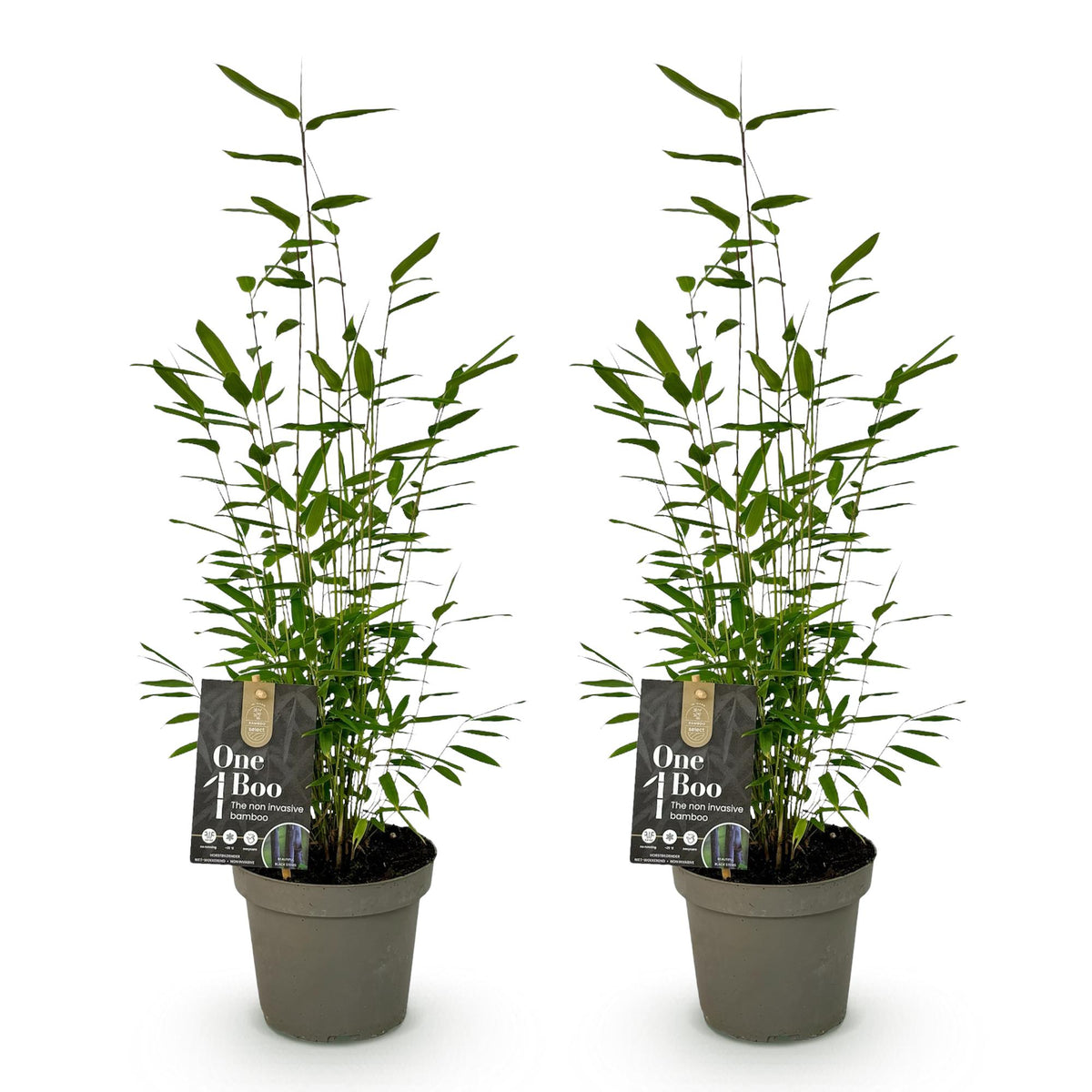 Fargesia 'Black Dragon' (bambus) – 2 planter, Ø14 cm, 35 cm høj – billede 2