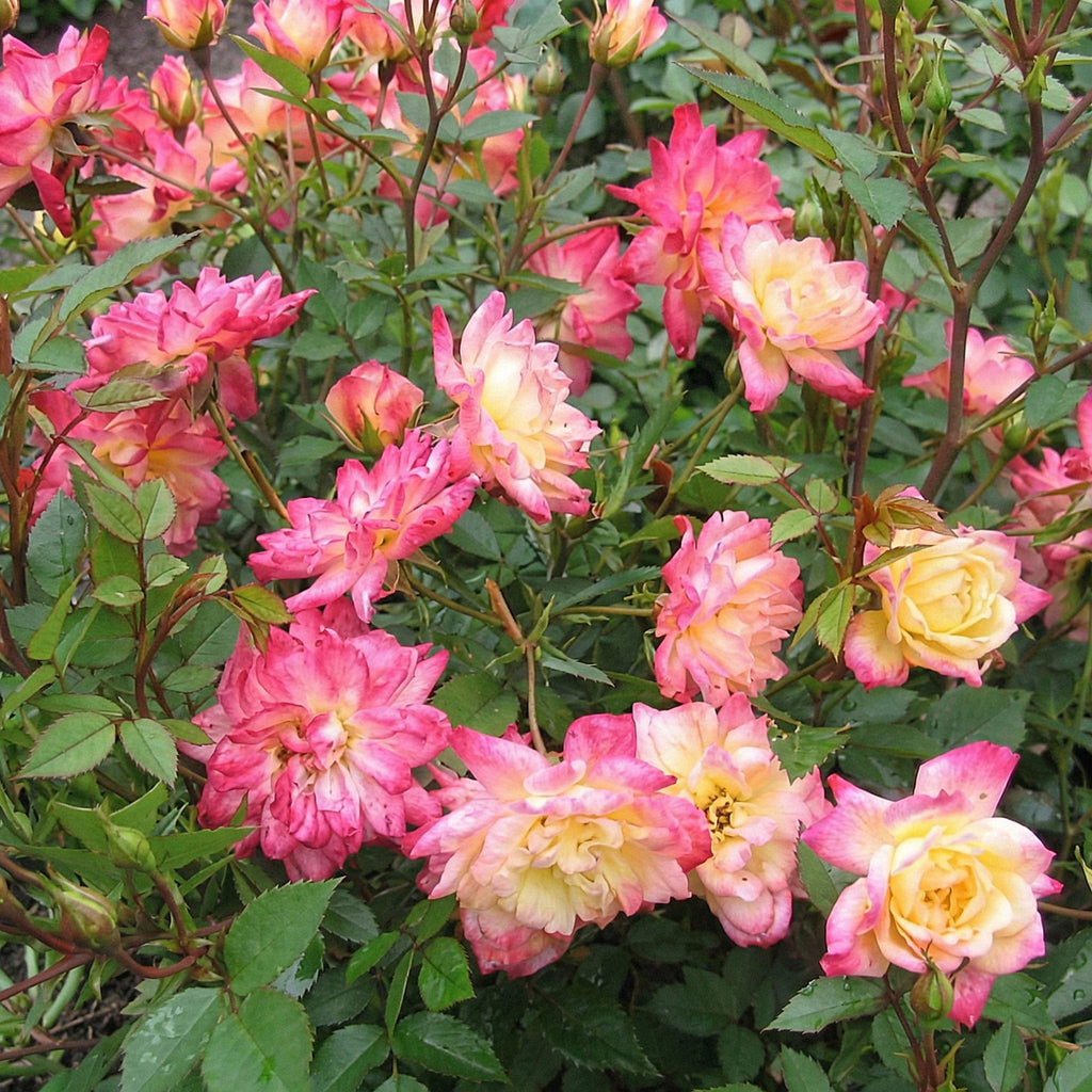 Rosa 'Tricolor Fairy' (rose) – pink-yellow – 3 plants, Ø12 cm, 20–25 cm high – photo 5