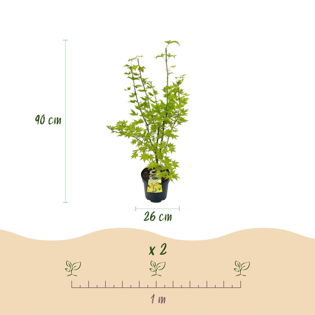 Acer palmatum 'Summergold' (Japanischer Ahorn) – gelb – Ø26 cm, 90 cm hoch – Bild 3
