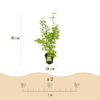 Acer palmatum 'Summergold' (Japanischer Ahorn) – gelb – Ø26 cm, 90 cm hoch