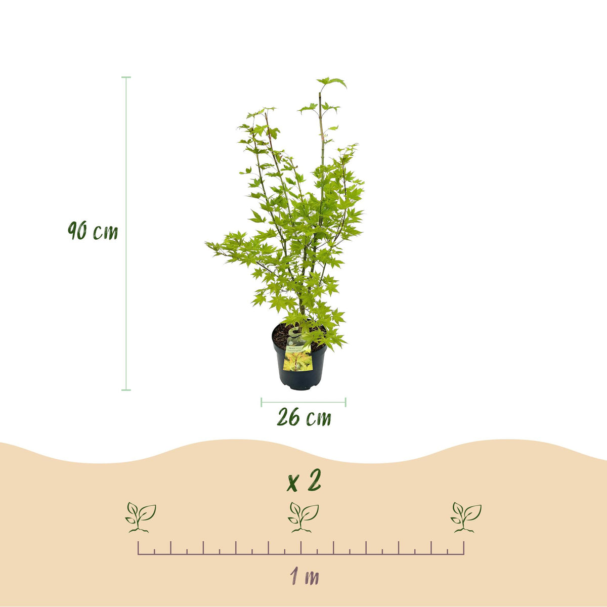 Acer palmatum 'Summergold' (Japanischer Ahorn) – gelb – Ø26 cm, 90 cm hoch – Bild 3