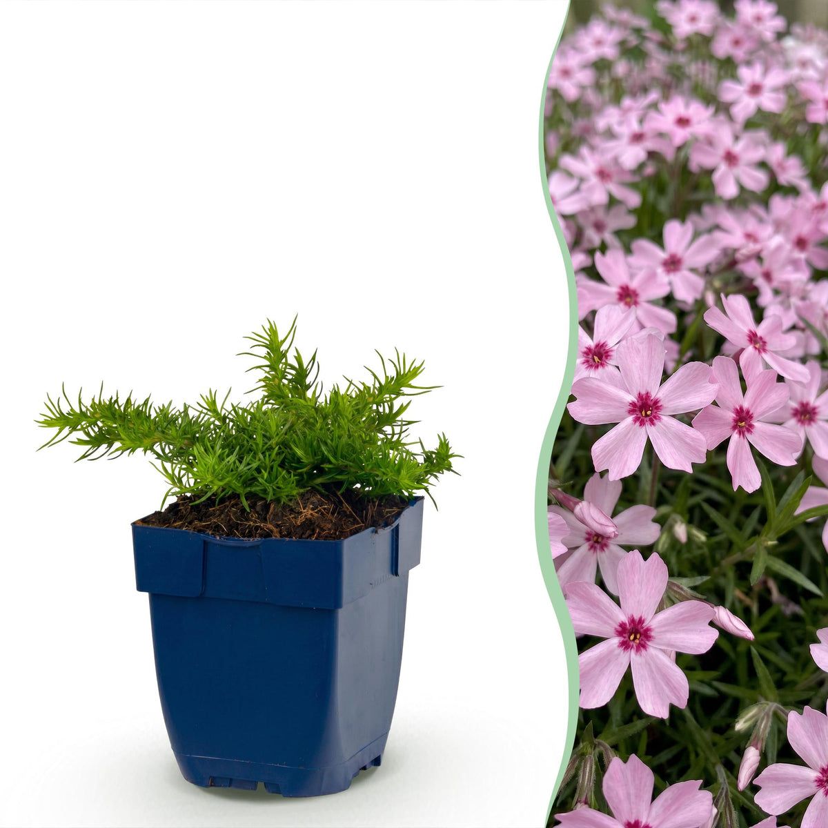 Phlox 'Rosette' (Leuchterblume) – rosa – 12 Pflanzen, Ø11 cm, 15–25 cm hoch