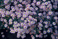 Aster ageratoides 'Stardust' – 60 plants, Ø9 cm, 10–25 cm de haut