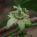 Passiflora caerulea 'Constance Elliott' (passionsblomst) – 3 planter