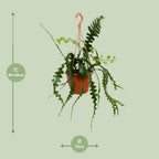 Epiphyllum Anguliger (Cactaceae) – Ø17 cm, 35 cm de haut