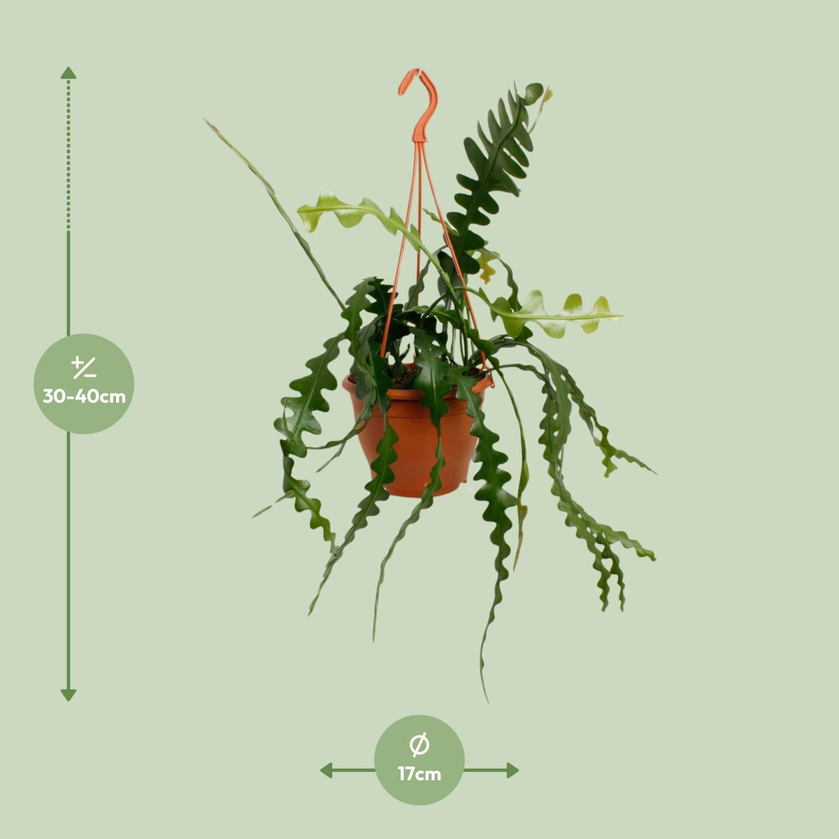 Epiphyllum Anguliger (Cactaceae) – Ø17 cm, 35 cm hoog