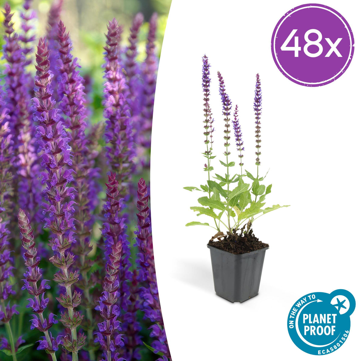 Salvia nemorosa 'Ostfriesland' (Salbei) – 48 Pflanzen, Ø 9 cm, 10–25 cm hoch