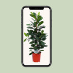 Ficus Cyathistipula – Ø21 cm, 105 cm hoog