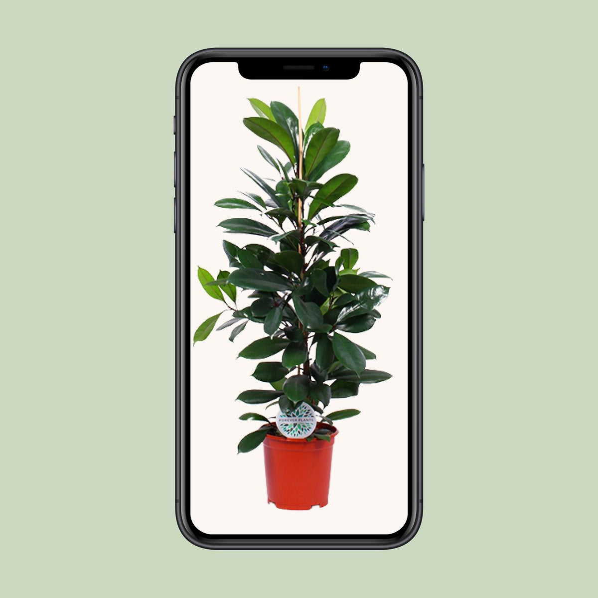 Ficus Cyathistipula – Ø21 cm, 105 cm høj