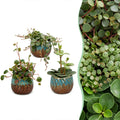 3× Baby Peperomia Mix incl. Copper Reef – Ø6 cm, 5–15 cm de haut