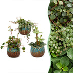 3× Baby Peperomia Mix incl. Copper Reef – Ø6 cm, 5–15 cm de haut