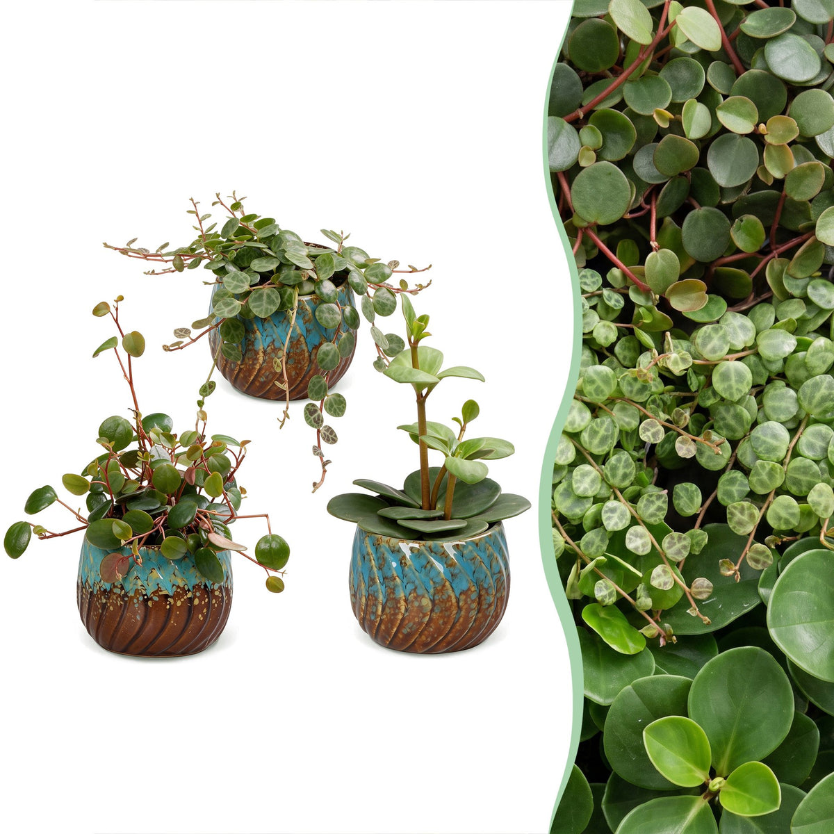3× Baby Peperomia Mix incl. Copper Reef – Ø6 cm, 5–15 cm høj